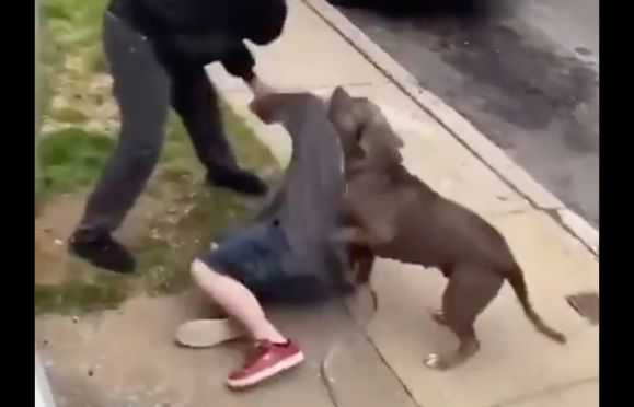 Dog Owner Gets A Beating After His Pit Bull Bites Neighbors Dog!